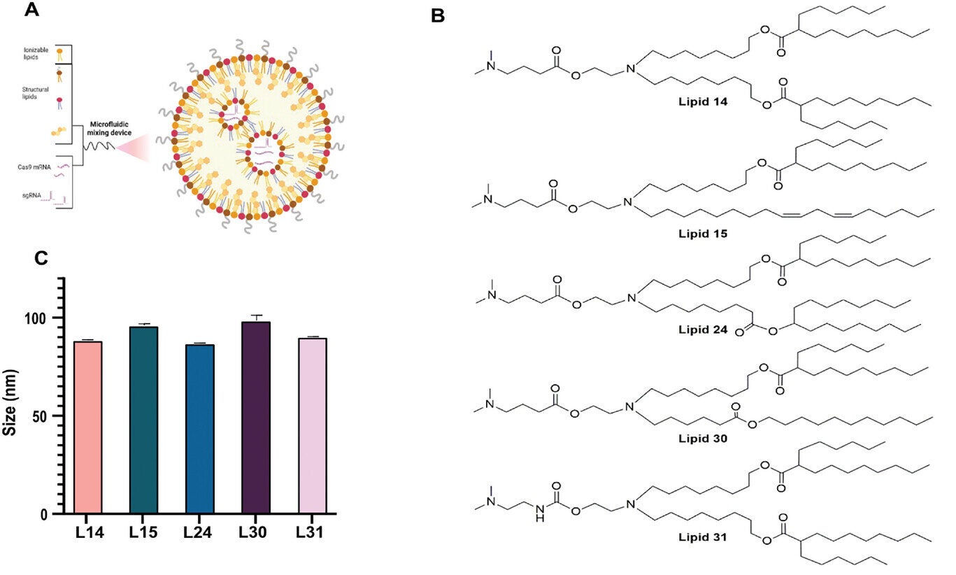 The screen of ionizable cationic lipids for the transfection of human HNSCC cells.
