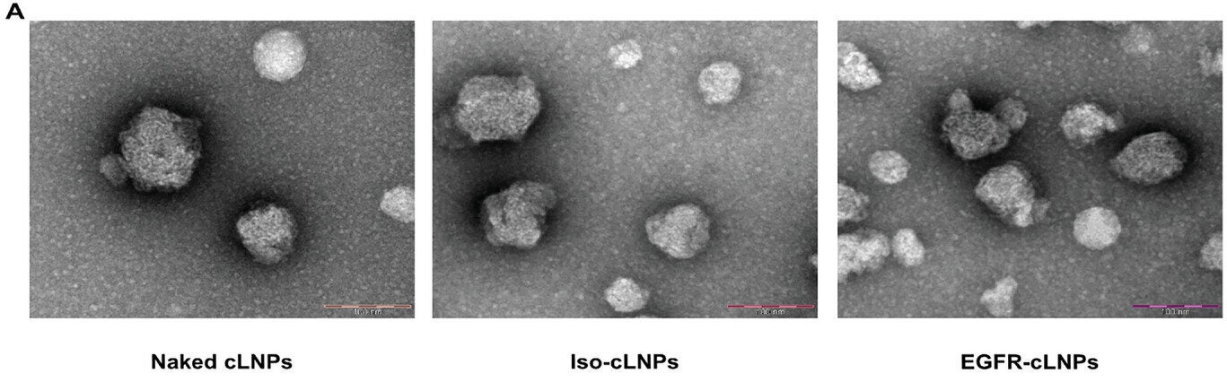 Targeted cLNP characterization and genome editing efficiency. Representative transmission electron microscopy of naked and tLNPs. 