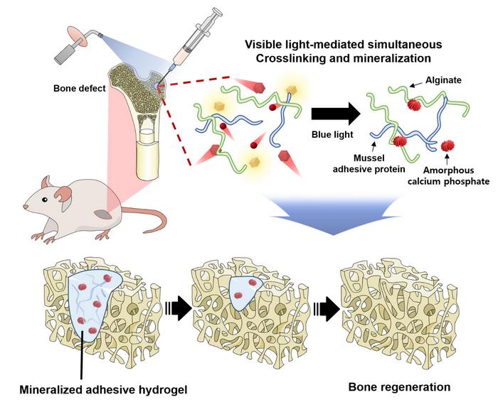 Injectable adhesive hydrogel for bone regeneration that simultaneously induces cross-linking and mineralization with visible light. 