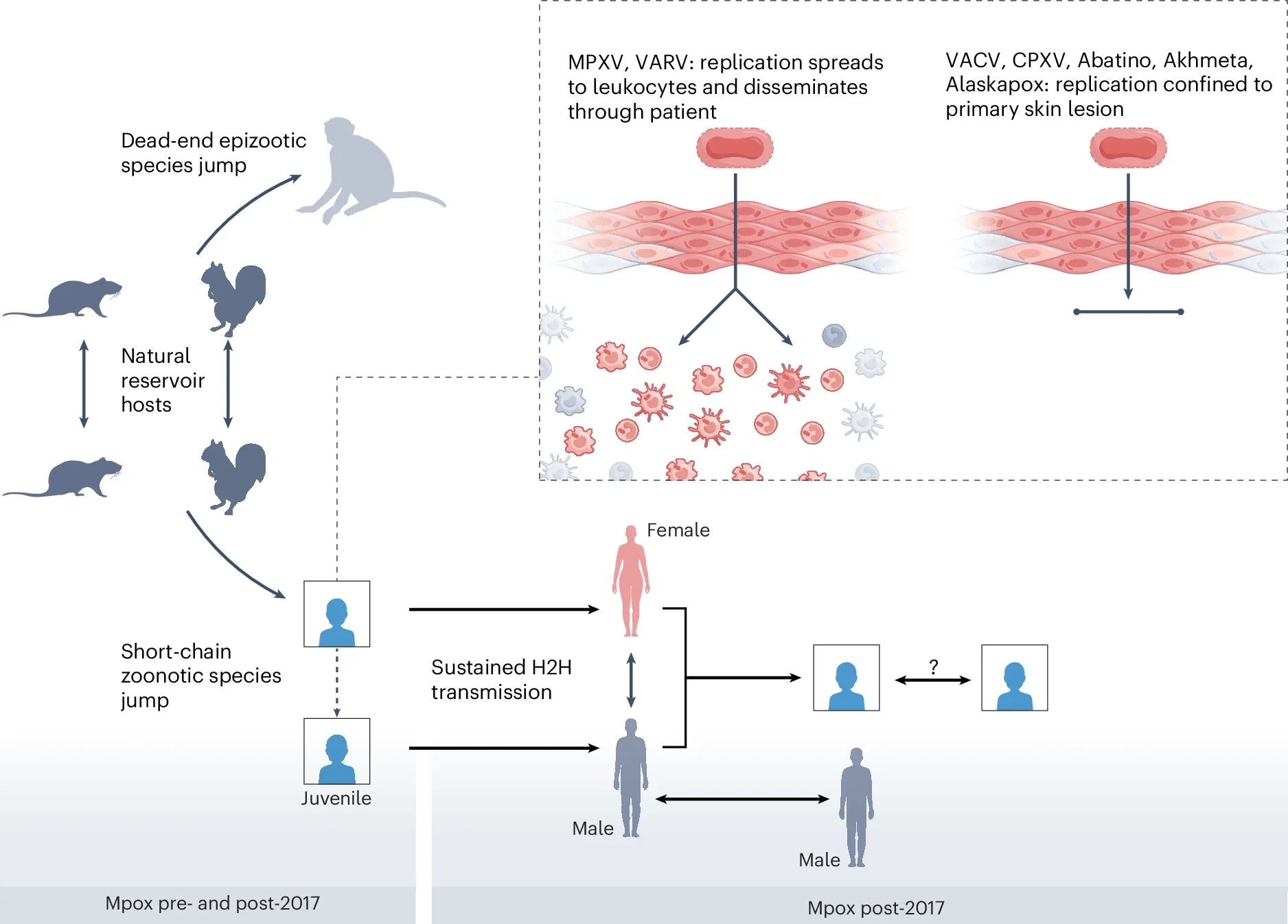 Transmission and dissemination of MPXV in animals and humans. MPXV circulates in a poorly defined animal reservoir in the wild, with evidence of infection in mice, dormice, rats and squirrels. 