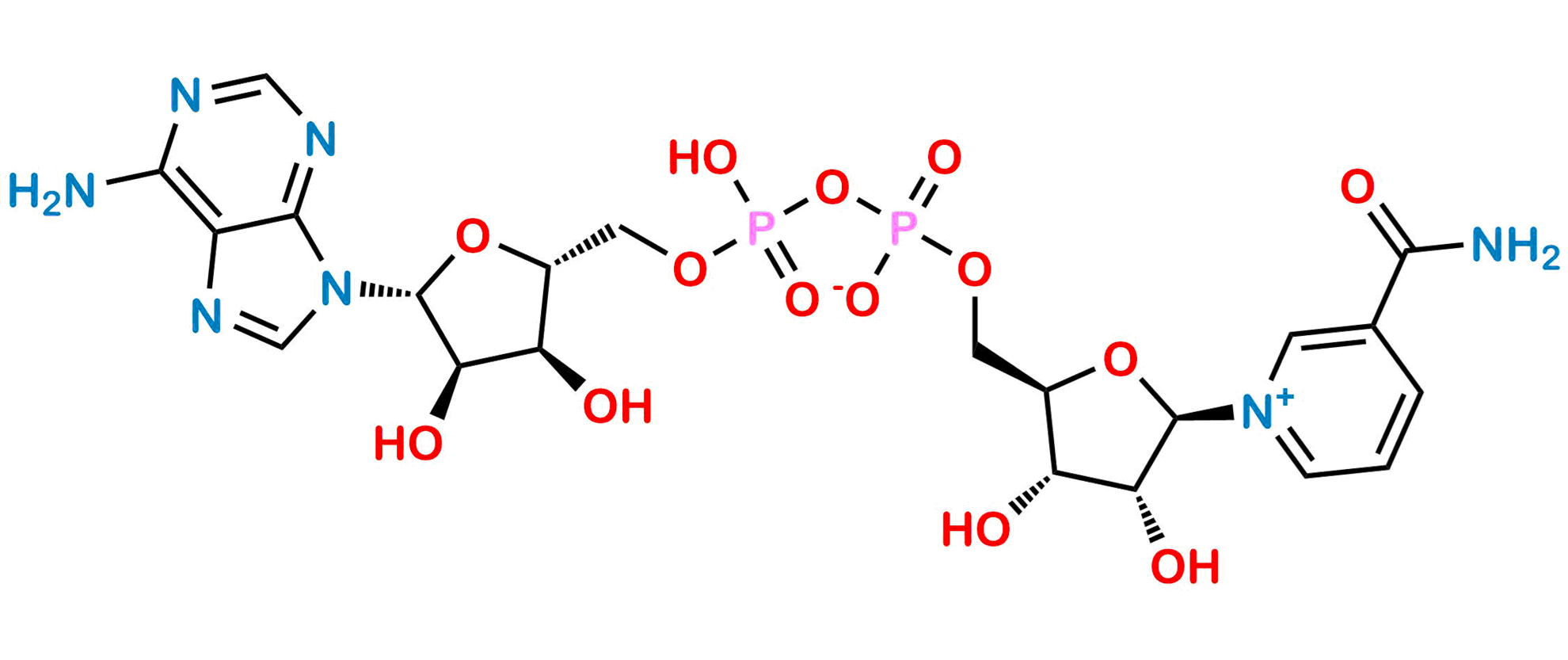Nicotinamide adenine dinucleotide molecule, also known as NAD+. 