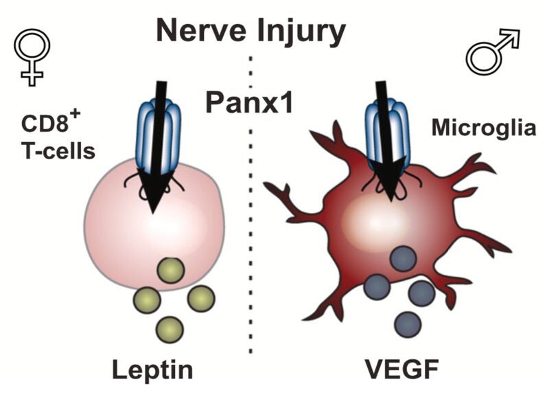 In female rodents, researchers found injury to a nerve releases leptin, a hormone which is associated with heightened pain sensitivity.