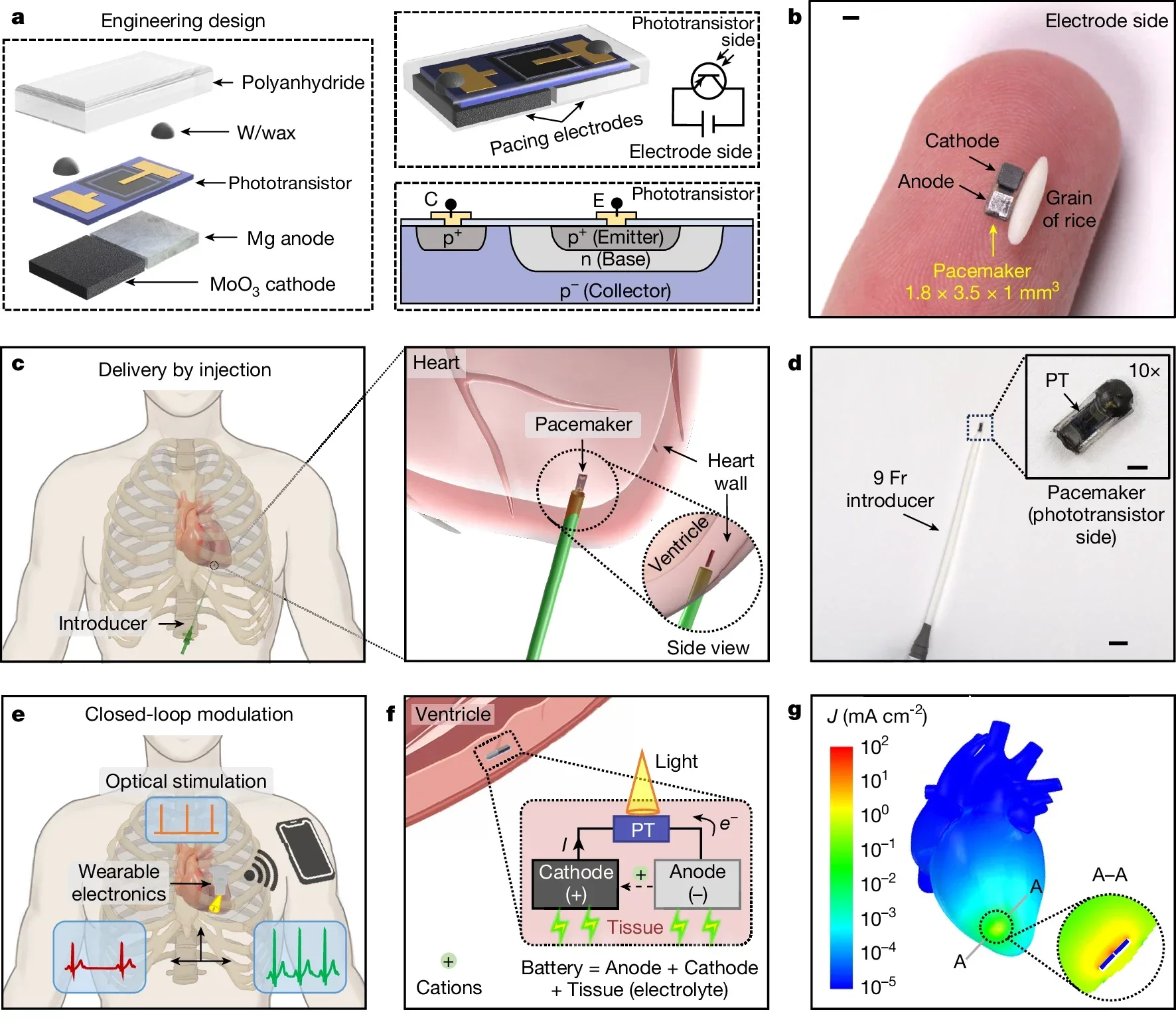 Design of injectable, self-powered, bioresorbable cardiac pacemakers with wireless, optoelectronic control.