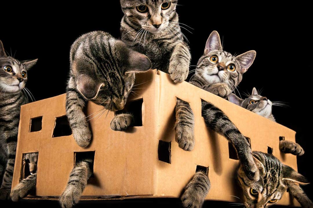 Physicists create hot Schrödinger cat states for the first time - The ...