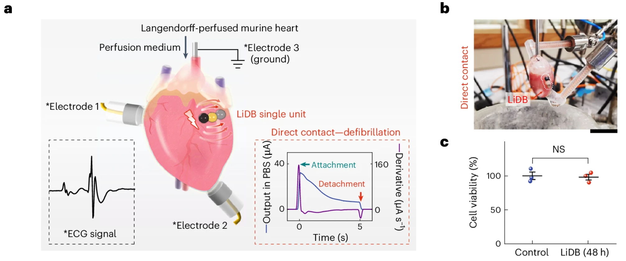 Direct contact by a LiDB to produce electrical shock/defibrillation. Black box, an ECG signal was recorded with three electrodes to monitor the responses of the heart. Red box, the output current of the LiDB in phosphate-buffered saline (PBS), which flows through the heart during the contact process.