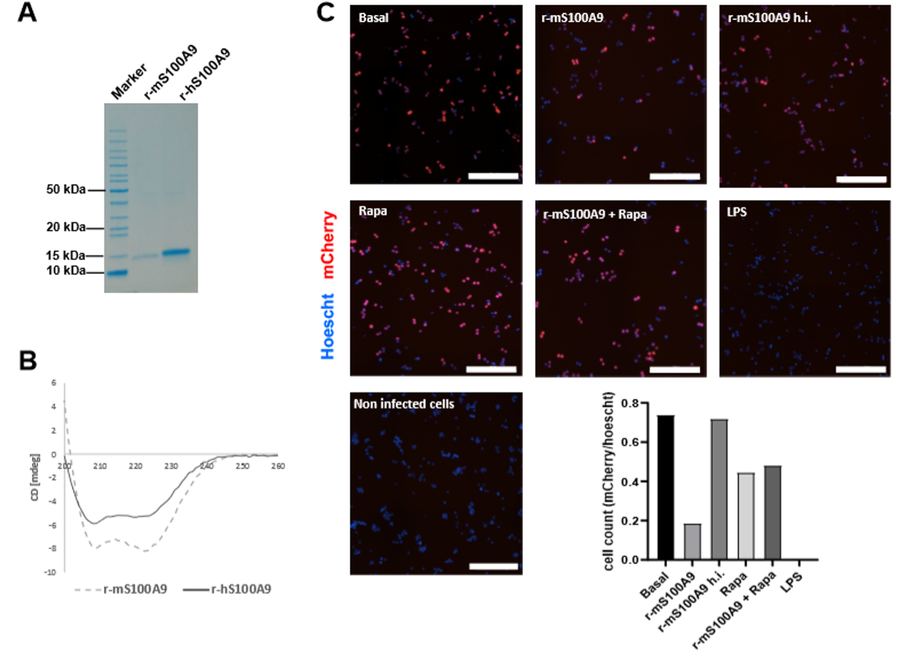 Representative image of immunofluorescence in RAW264.7 cells expressing mCherry-TOSI treated incubated with 2μg/mL of r-mS100A9 or r-hS100A9