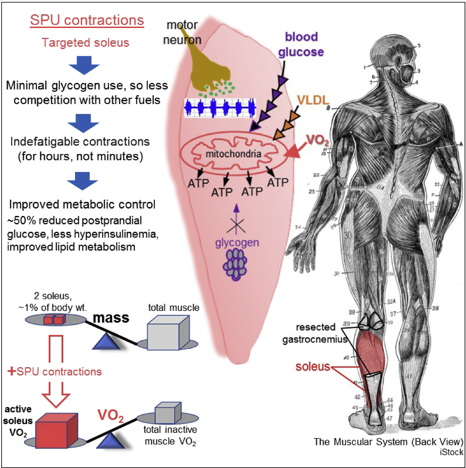 The Muscular System (Back View).