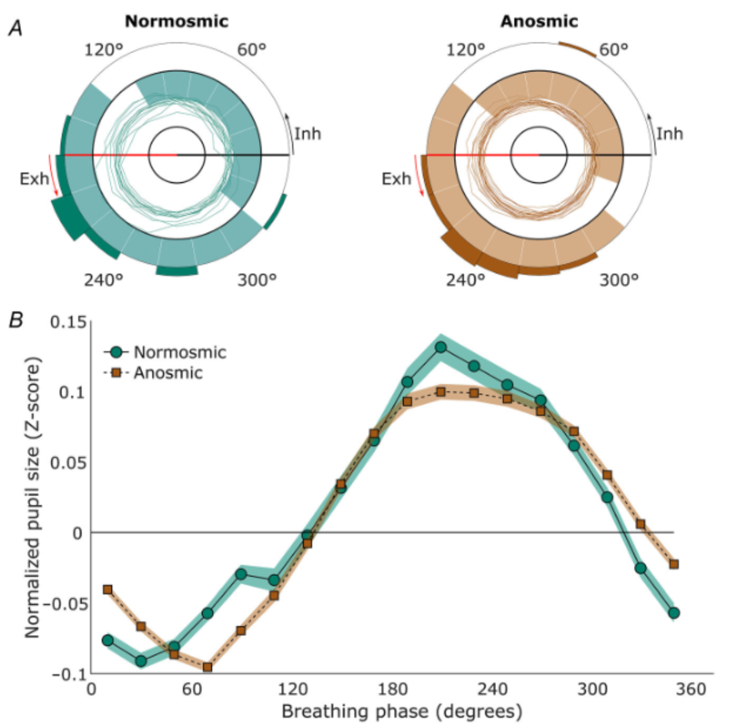 Pupil size in participants with and without olfactory bulbs