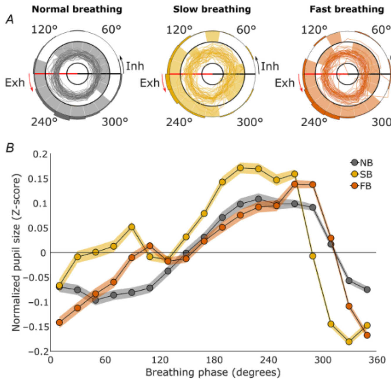 Pupil size during paced breathing. 