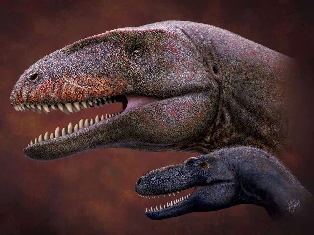 A massive predator once roamed the Earth, towering over its rivals and casting a long shadow on the ancestors of T. rex.