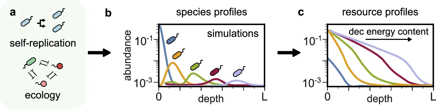 Self-replication and ecology lead to energy-ordered resource stratification.