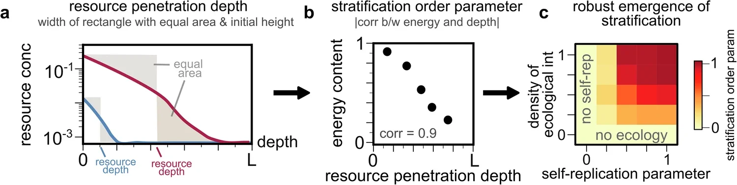 Both self-replication and interspecies antagonism are necessary for robust spatial stratification.
