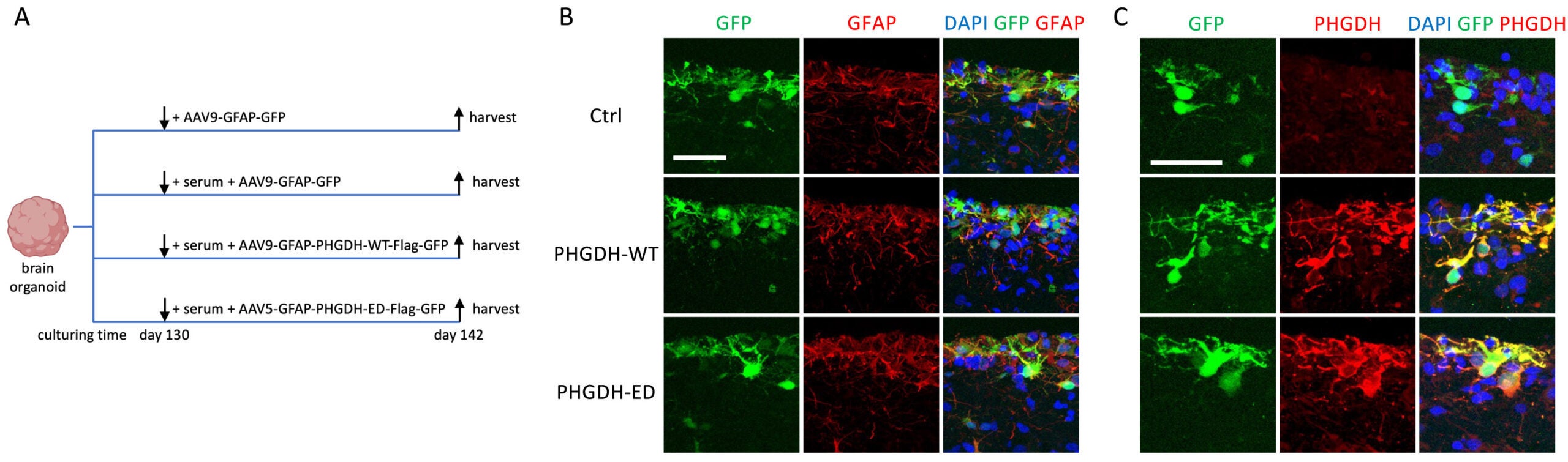 (A) A schematic view of the experimental groups. (B and C) Representative images of GFP and GFAP showing astrocyte-specificity of AAV expression (B) and GFP and PHGDH showing PHGDH overexpression (C) of PHGDH-WT and PHGDH-ED in 142-day BOs.