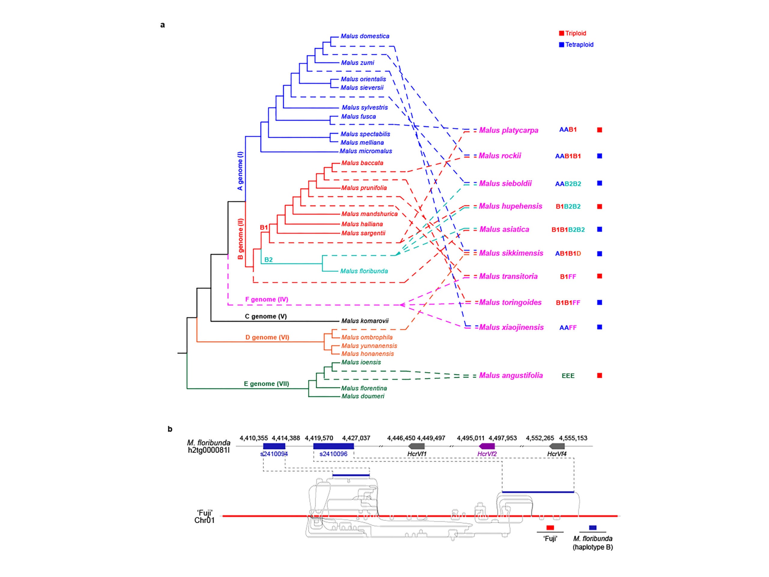 A new comparison and analysis of the genomes of species in the genus Malus, which includes the domesticated apple and its wild relatives, revealed the evolutionary relationships among the species and how their genomes have evolved over the past nearly 60 million years.