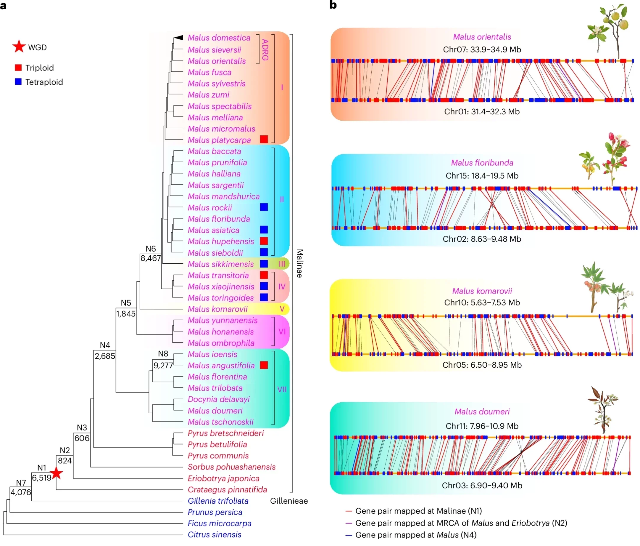 Summary of gene duplications mapped onto the Malus phylogeny.