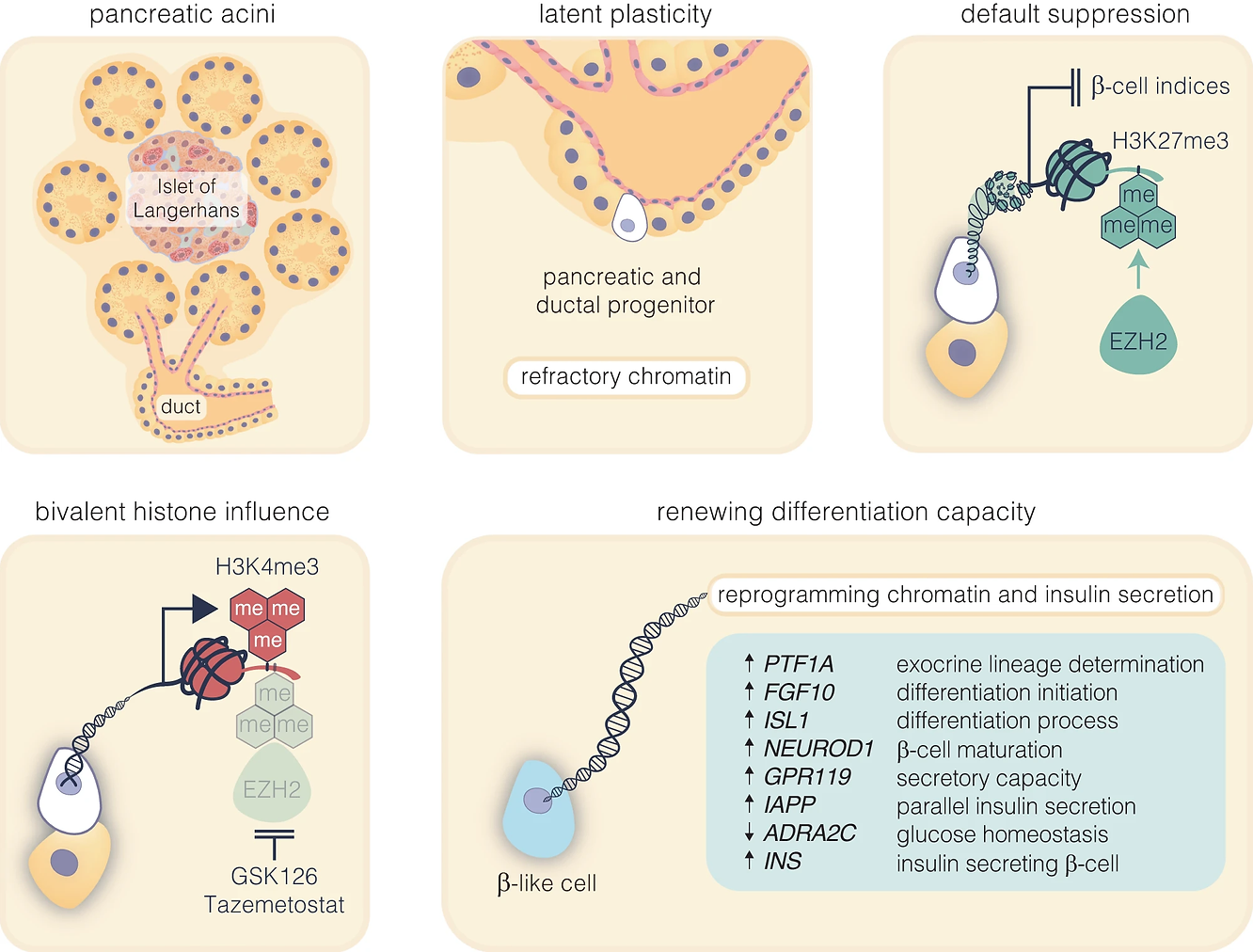 Pharmacological inhibition of EZH2 catalyses pancreatic progenitor activation and β-cell maturation. The schematic outlines the progression from pancreatic multipotent progenitors to mature insulin-secreting β-cells, highlighting the regulatory target of EZH2 inhibitors, GSK126 and Tazemetostat
