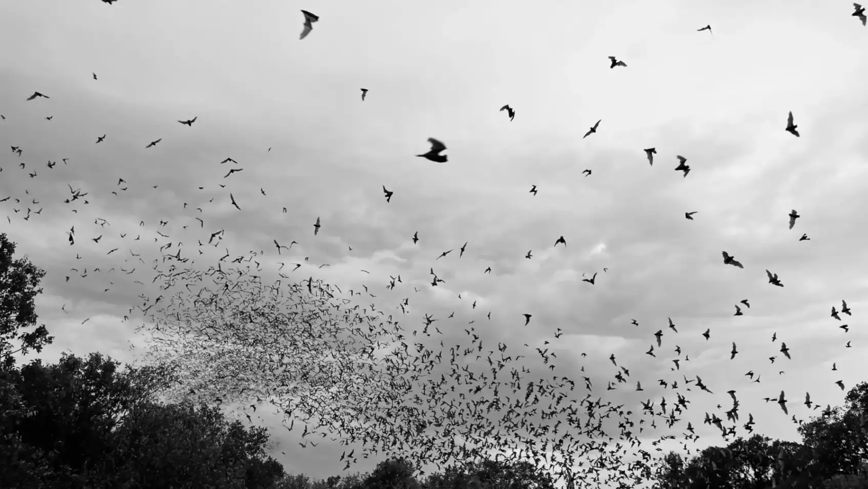 Bats emerge from roosts every evening often in extraordinary numbers.