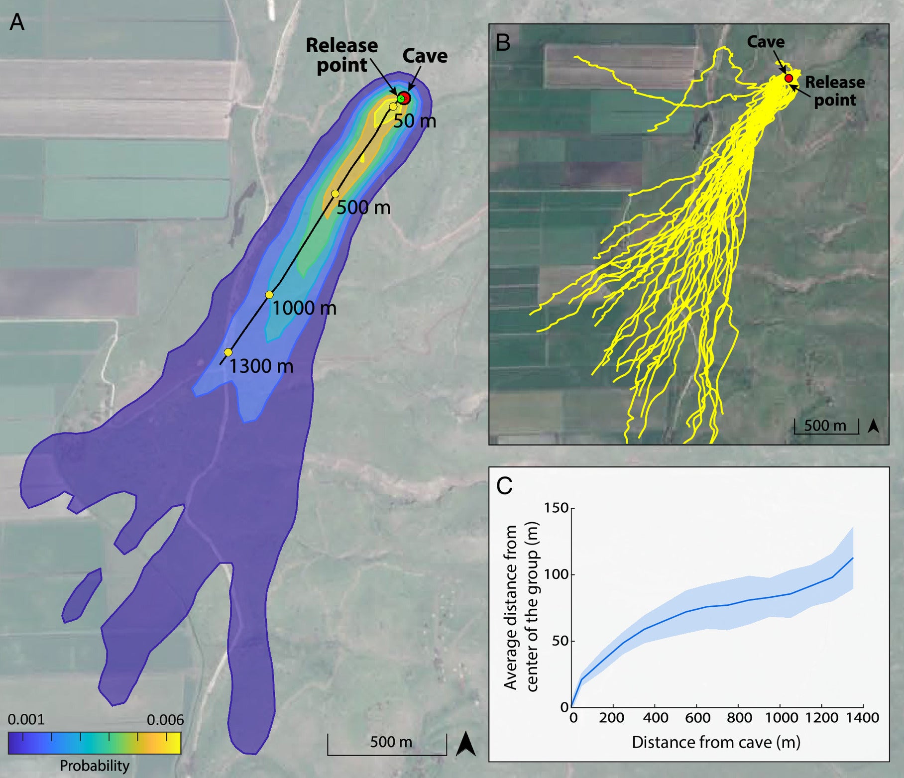 Collective movement dynamics. Tagged bats were individually released at a distance of 20 m from the cave, and immediately joined the natural evening emergence that flew above them to avoid changing the natural density of the group (the cave and the release point are represented by red and green circles, respectively).