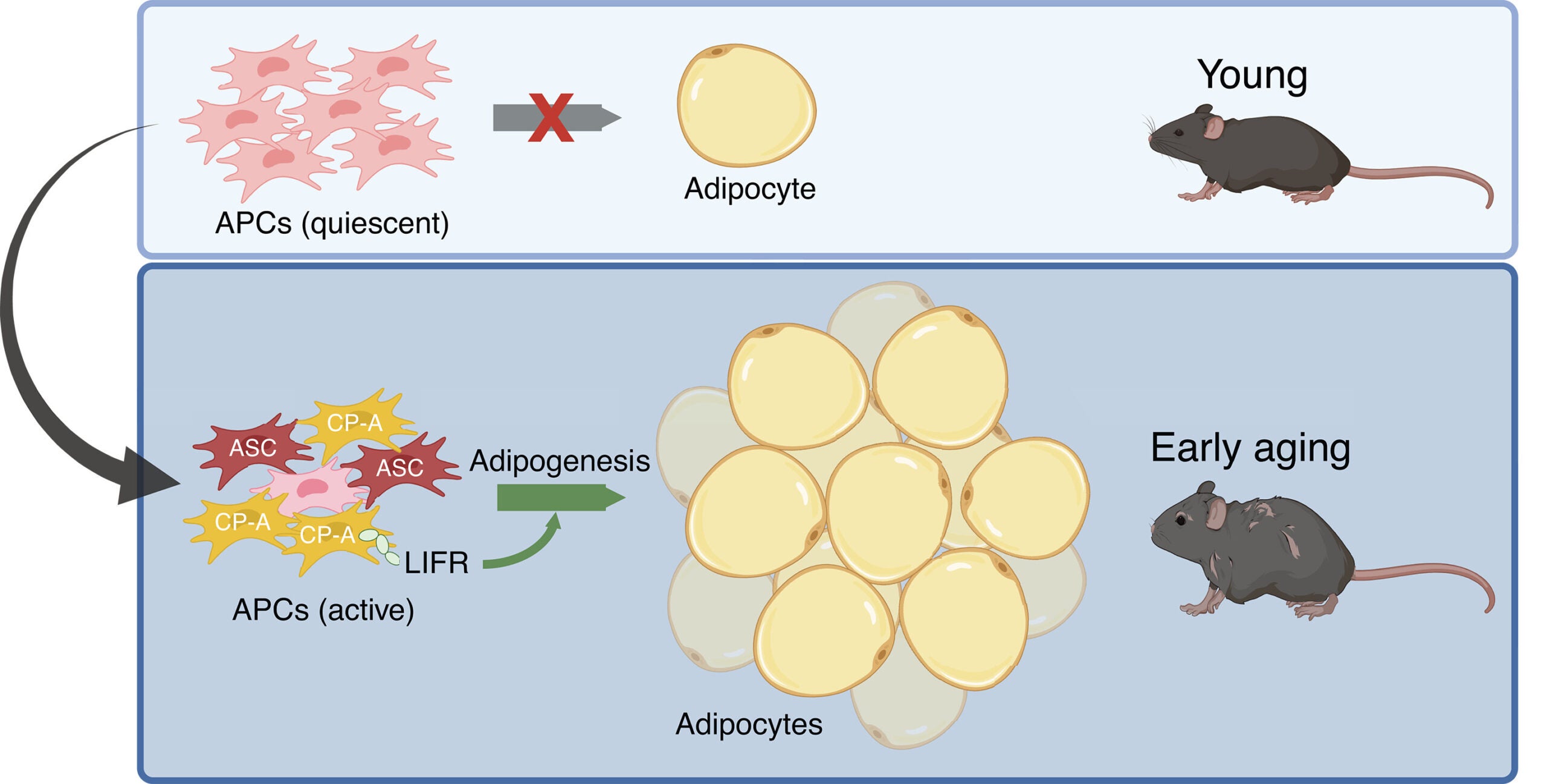 Graphical abstract. Adipogenesis contributes to age-related visceral adipose tissue accumulation. 