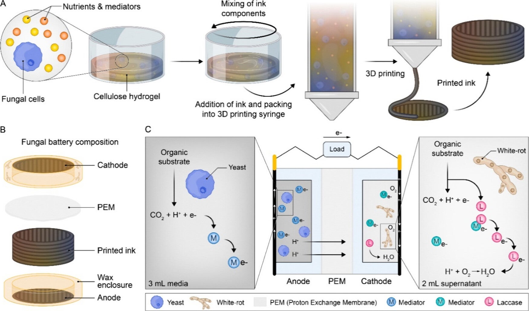 (A) Ink preparation and 3D printing steps. (B) Different components of the beeswax enclosure MFC. (C) Cartoon of the assembled MFC and the various process driving the metabolism of the fungi in each chamber.