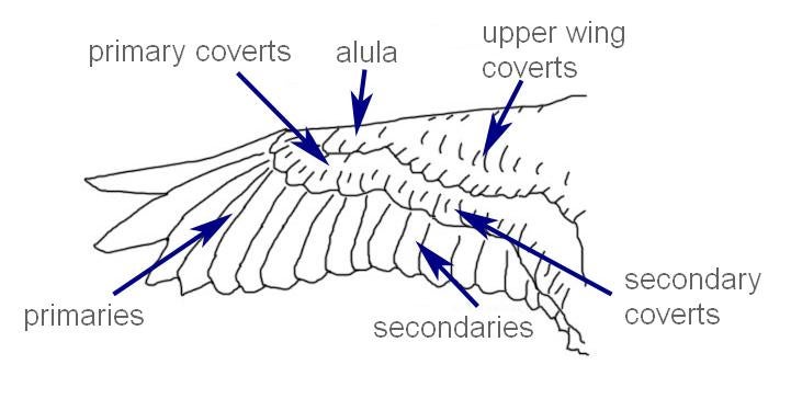 Dorsal view of wing feathers.