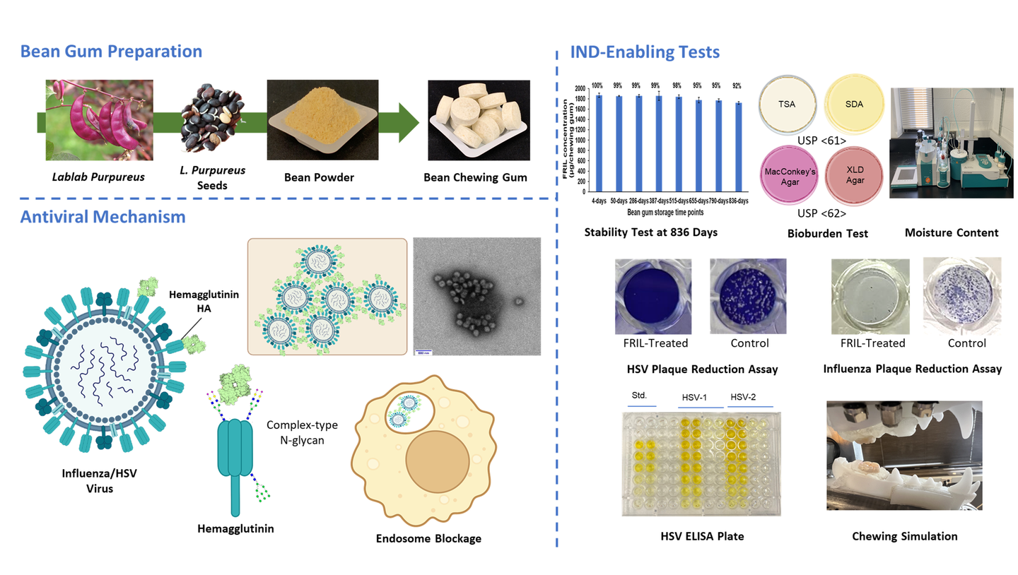 Engineering and evaluation of anti-viral bean gum.