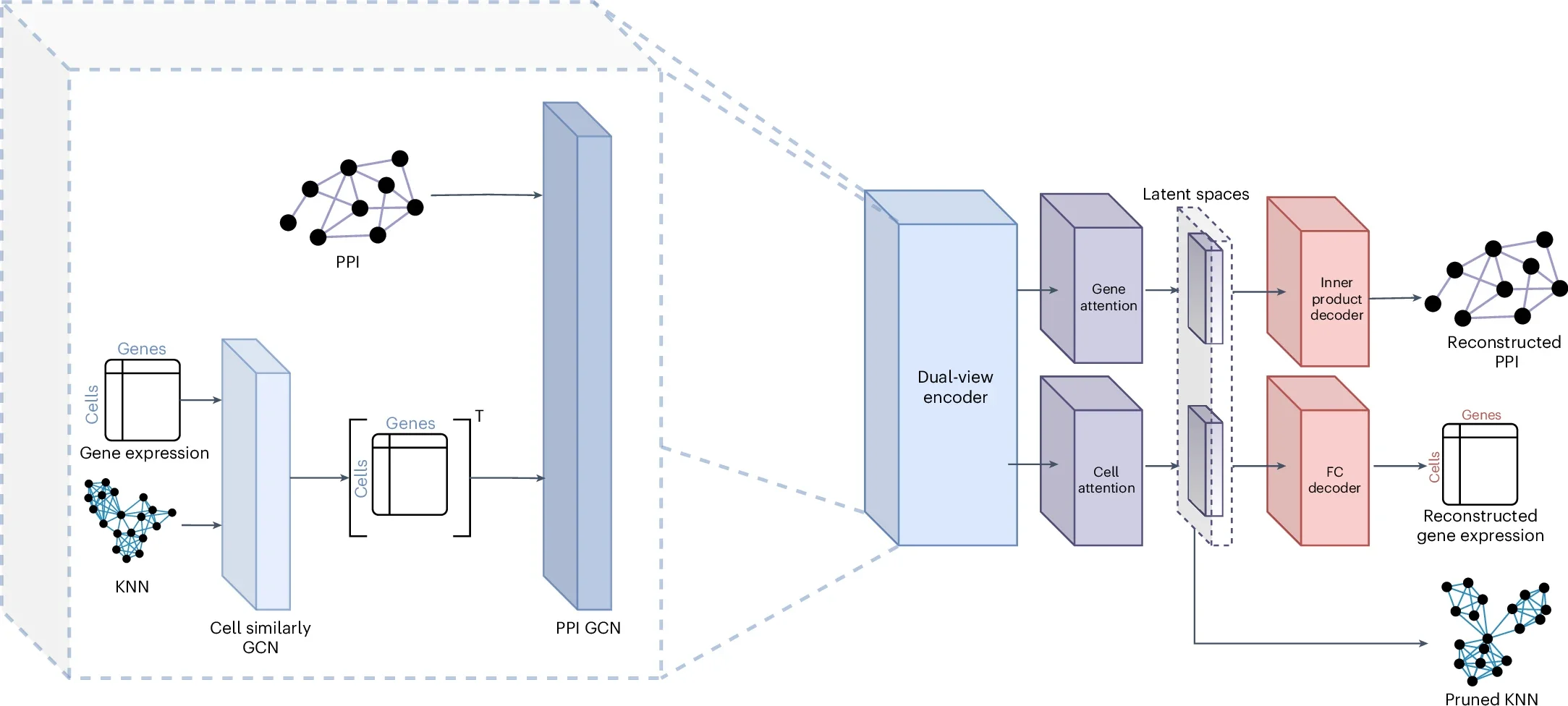 Autoencoder model architecture. Initially, the PPI network, the KNN graph and gene expression data are input into the dual-view encoder (dashed line).