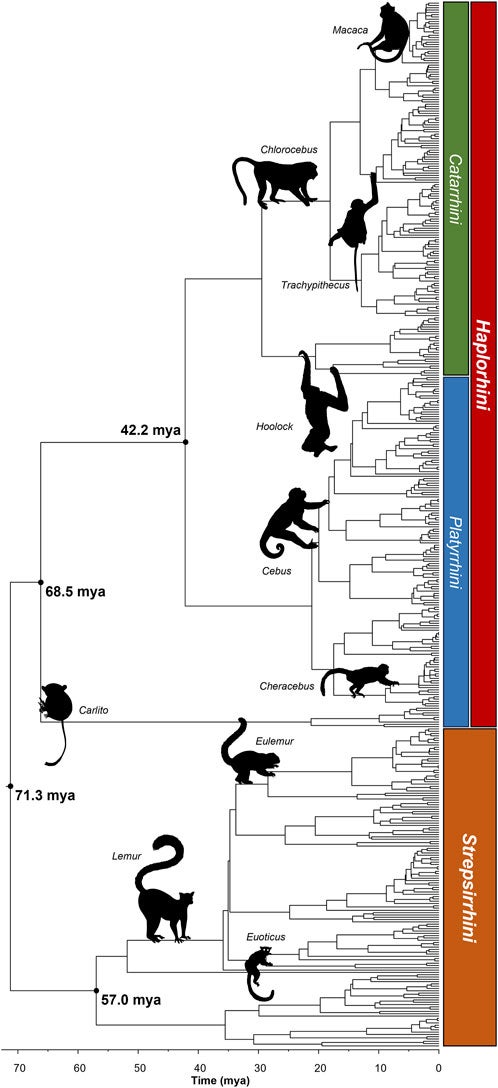 Phylogeny of 455 species of primates synthesized using Chrono-STA. The root of the phylogeny is recovered at 71.3 mya. The crown of Strepsirrhini is at 57.0 mya, and the crown of Haplorhini is at 68.5 mya.