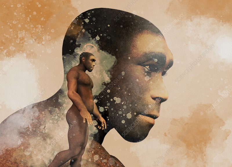 Researchers divulge a whole historical past of primate evolution