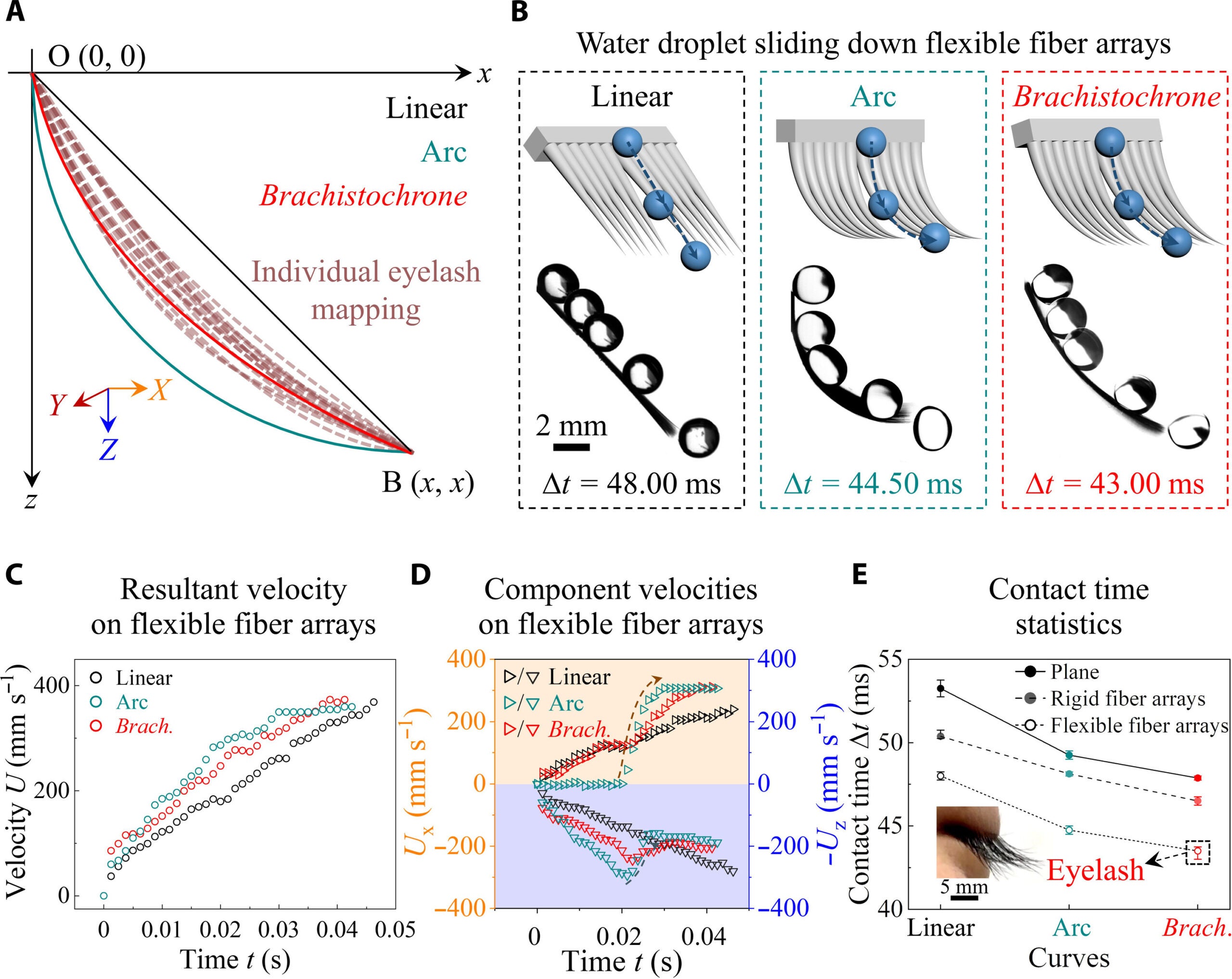 Human eyelashes mimic the Brachistochrone curve, enabling faster droplet sliding and reduced contact time compared to linear or arc-shaped fibers.