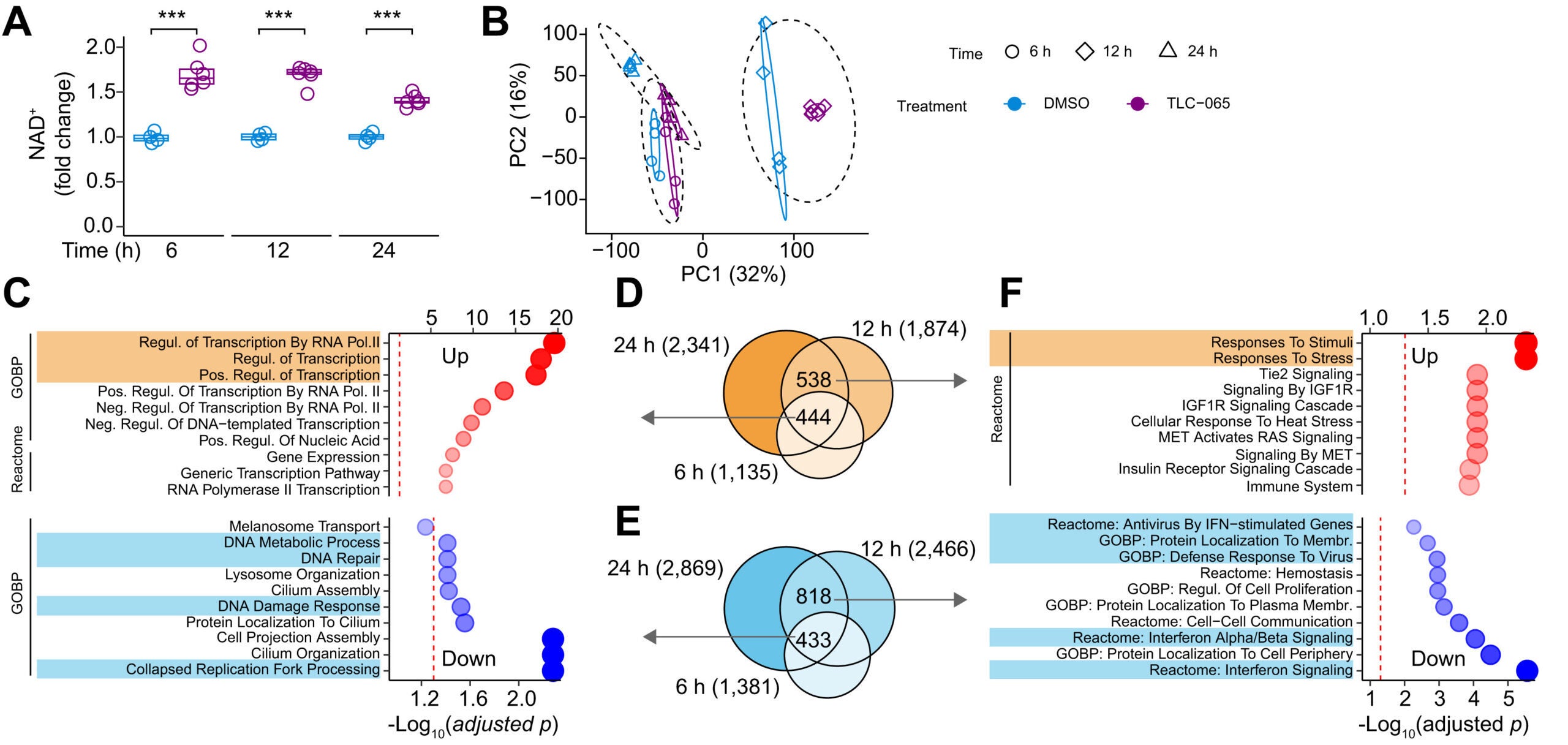 ACMSD inhibition downregulates the DNA damage and interferon response in hepatocytes.