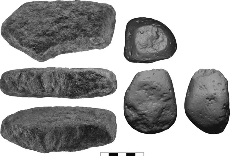 A stone anvil (left) and hammerstone (right) are used for processing plants.