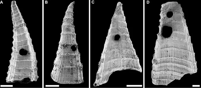 Examples of Lapworthella Fasciculata  shells (under scanning electron microscope) from the Mernmerna formation, Flinders Ranges, south Australia, showing holes made by a perforating predator. 