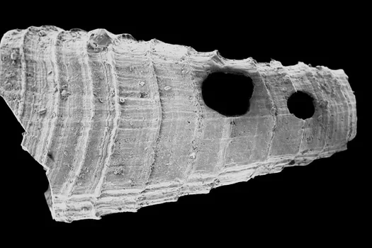 A closer view at a punctured fossil.