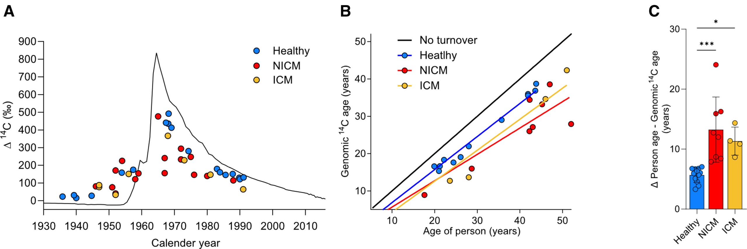 Carbon-14 data shows increased DNA synthesis in heart muscle cells of failing hearts, indicating higher cell turnover compared to healthy hearts.