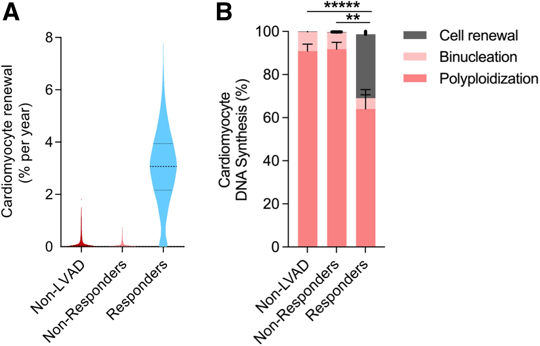 Cardiomyocyte renewal reaches 3.1% per year in LVAD responders, compared to just 0.03% in non-LVAD and 0.02% in LVAD nonresponders.