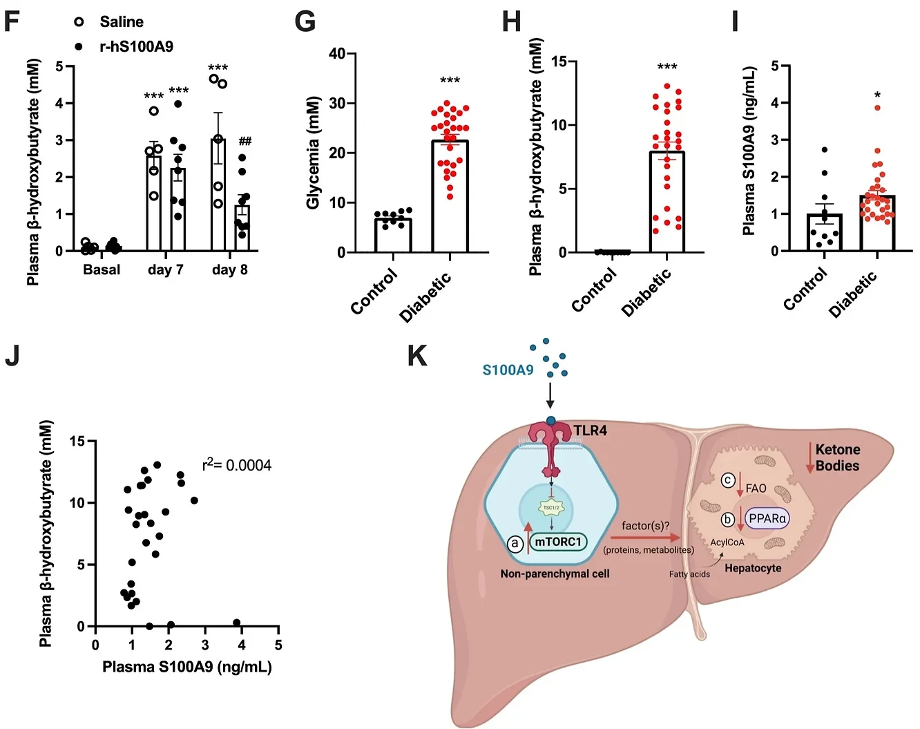 RIP- DTR mice were treated at day 0, 2, and 4 with DT and at day 8, were injected via tail vein with either saline (n = 5) or 0.6 mg/kg of r-hS100A9 (n = 8). Metabolic assessments were done 3 h after injection and food removal. Our model predicts that extracellular S100A9 activates non-parenchymal hepatic TLR4 signaling which consequently leads to several downstream events.