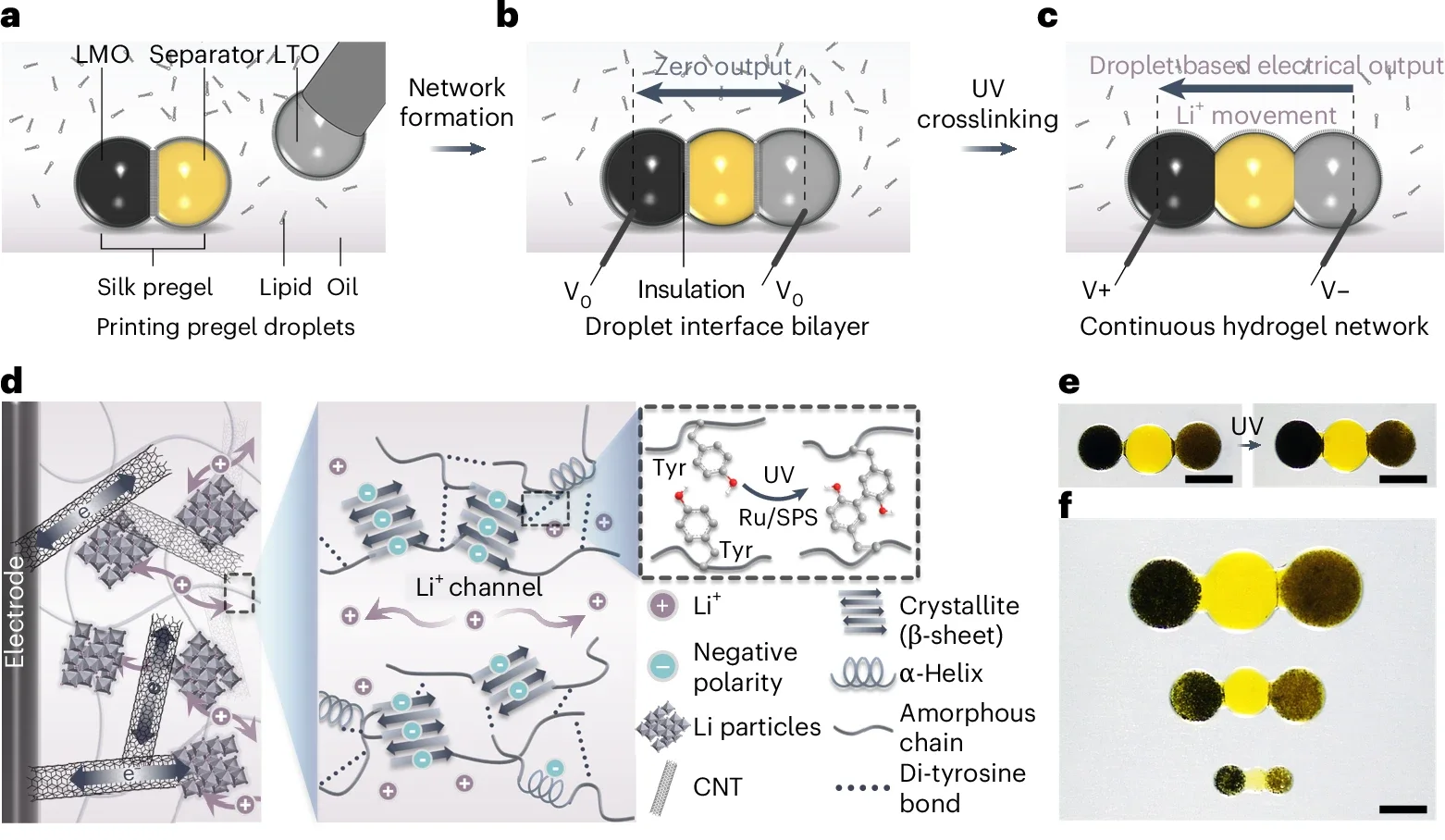 Hydrogel-based LiDB forms via droplet fusion and UV crosslinking, enabling ion flow and power generation at microscale volumes.