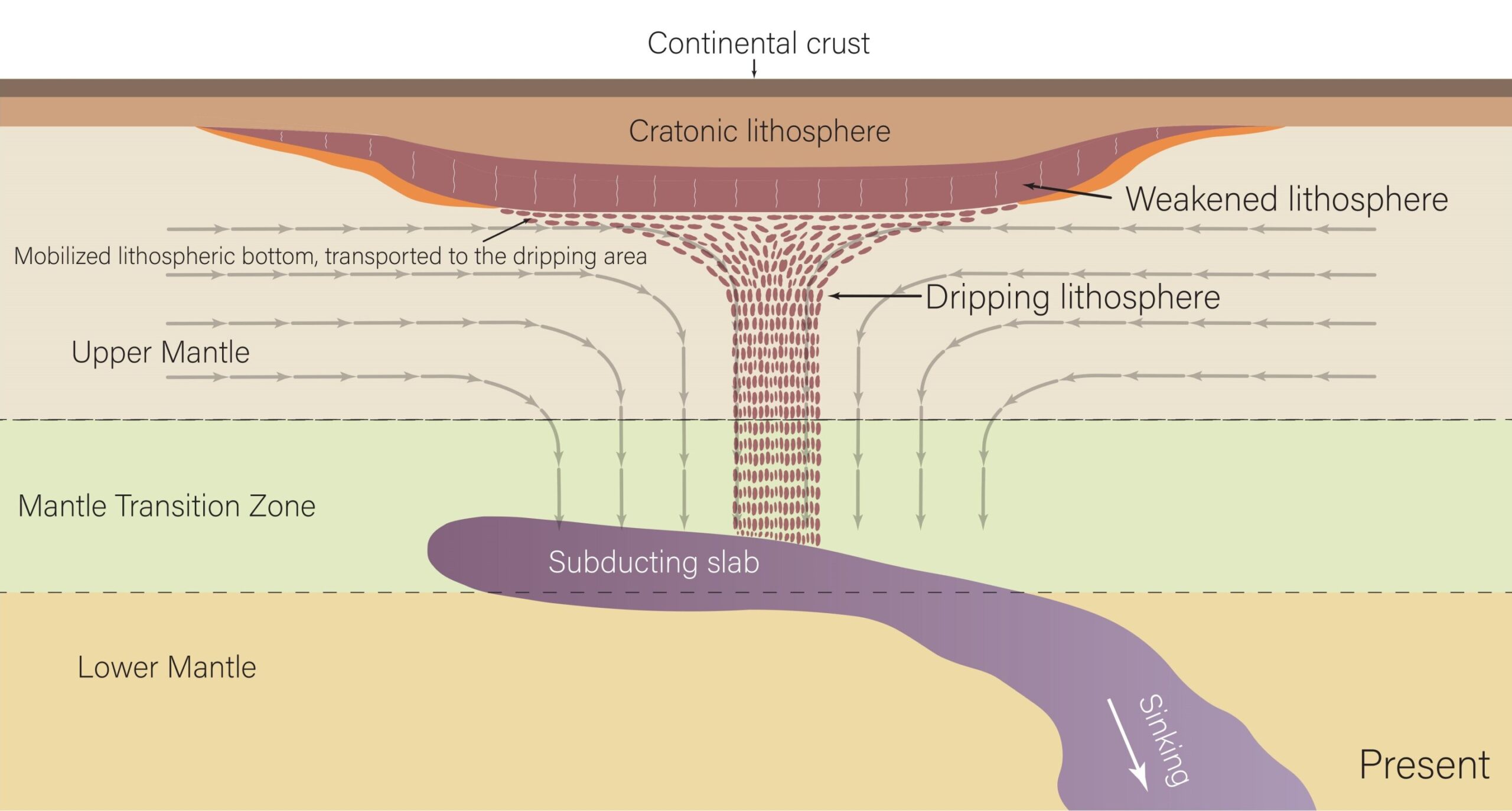 A figure from the study showing rock dripping from the craton. The researchers hypothesize that the dripping is caused by the remnants of the subducting Farallon slab below the craton.