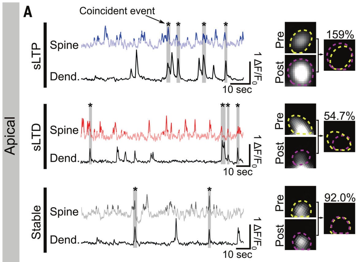 Example traces showing spine activity coinciding with dendritic activity for spines undergoing different forms of plasticity in apical dendrites. Spine-dendrite coincident activity is marked by gray bars with asterisks.