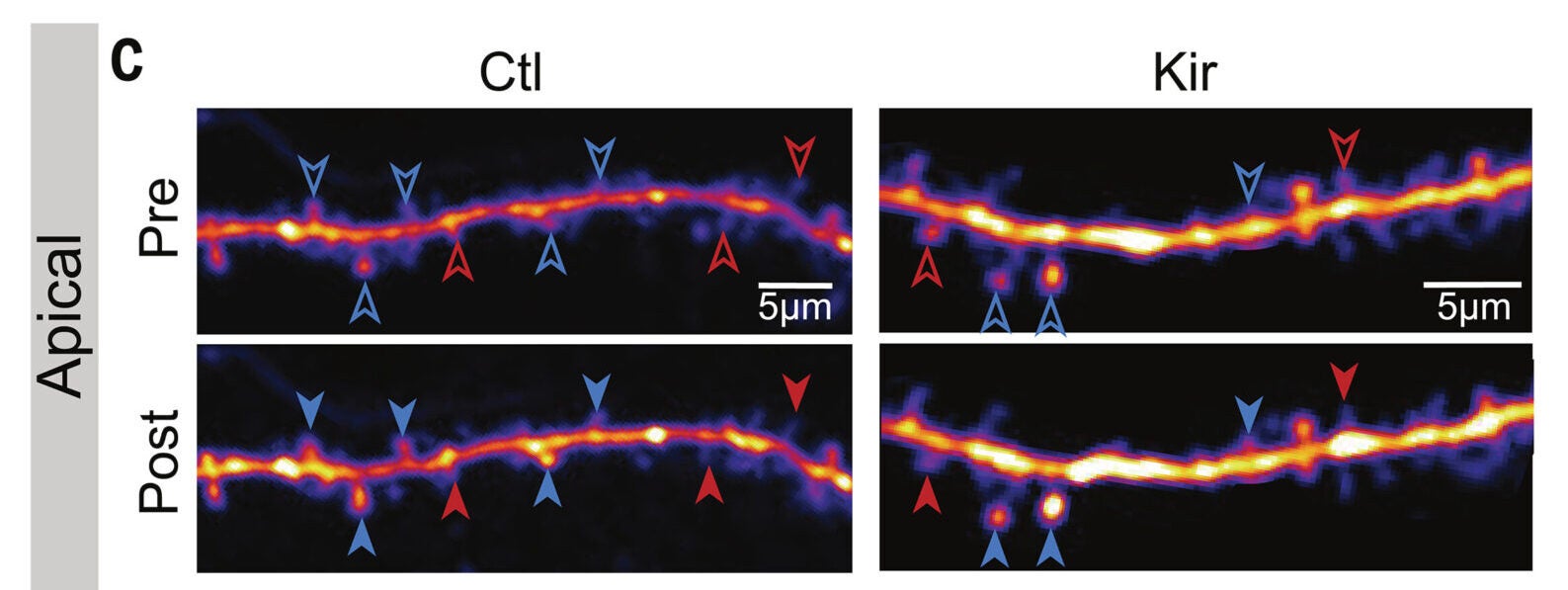 Example images across 2 days of apical dendrites from control and Kir2.1 mice. Blue and red arrows denote spines undergoing sLTP and sLTD, respectively.