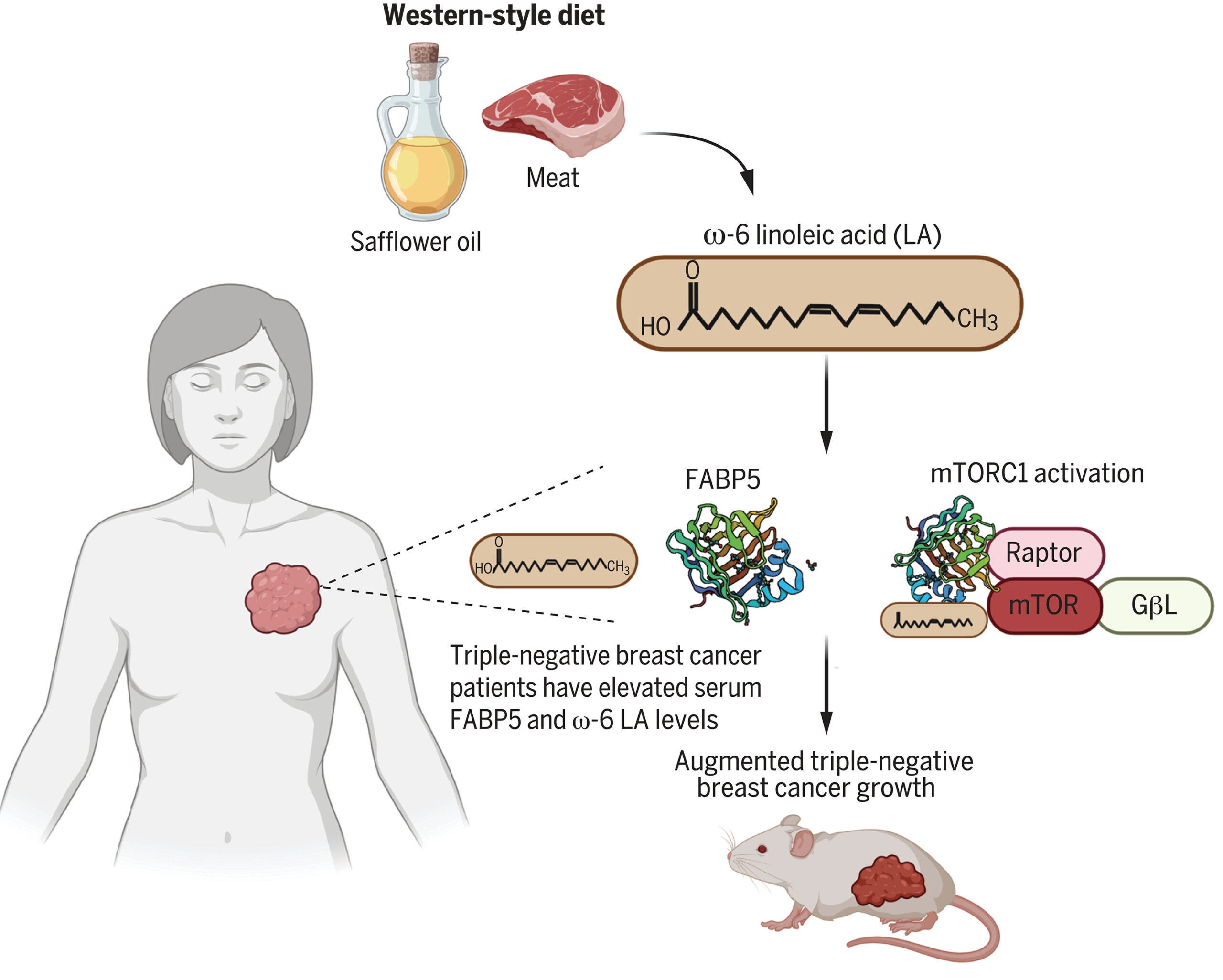 A mechanism is revealed through which ω-6 LA—the most abundant polyunsaturated fat in Western diets—activates mTORC1, the main regulator of cell growth.
