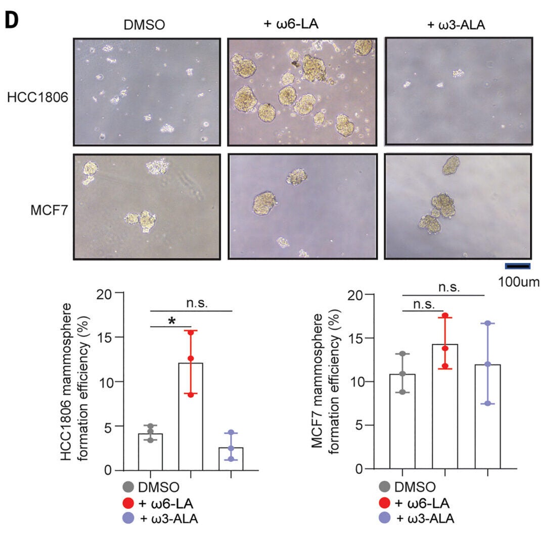 Mammosphere formation efficiency of 1 × 103 HCC1806 and MCF7 single cells cultured for 12 days with 30 μM ω-6 LA or ω-3 ALA. n = 3 replicate wells. n.s., not significant; *P ≤ 0.05; determined by one-way ANOVA followed by two-tailed Student’s t test with Bonferroni correction.