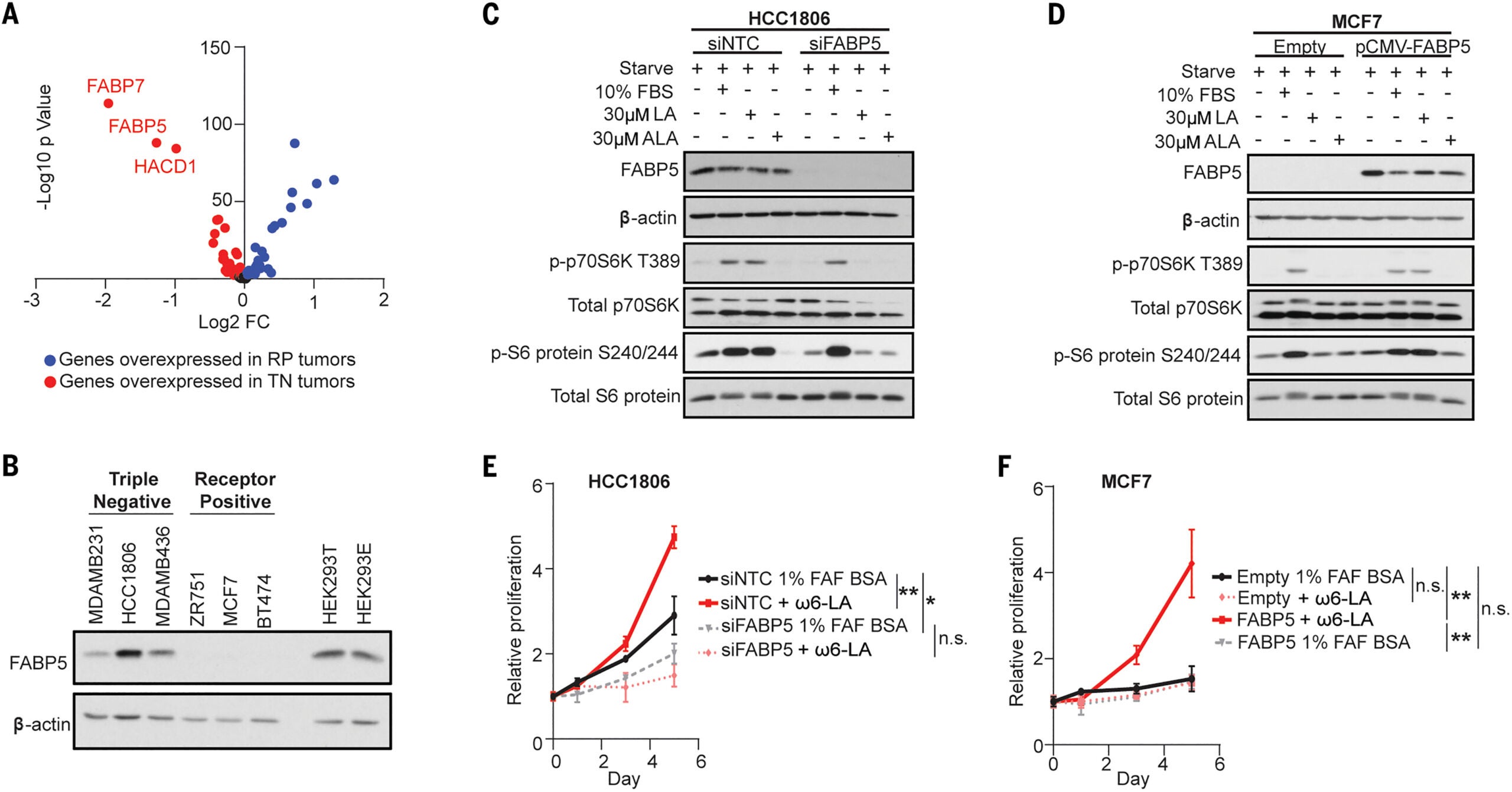 FABP5 links ω-6 LA availability with mTORC1 activation. Comparison of the expression of genes involved in essential FA metabolism between receptor-positive (RP; n = 1605) and triple-negative (TN; n = 299) tumors from the METABRIC study. Genes highlighted in red are overexpressed in triple-negative relative to receptor-positive tumors.