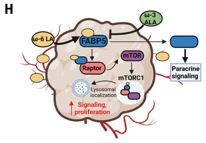 Proposed model of how FABP5 links ω-6 PUFA availability with mTORC1 activation.