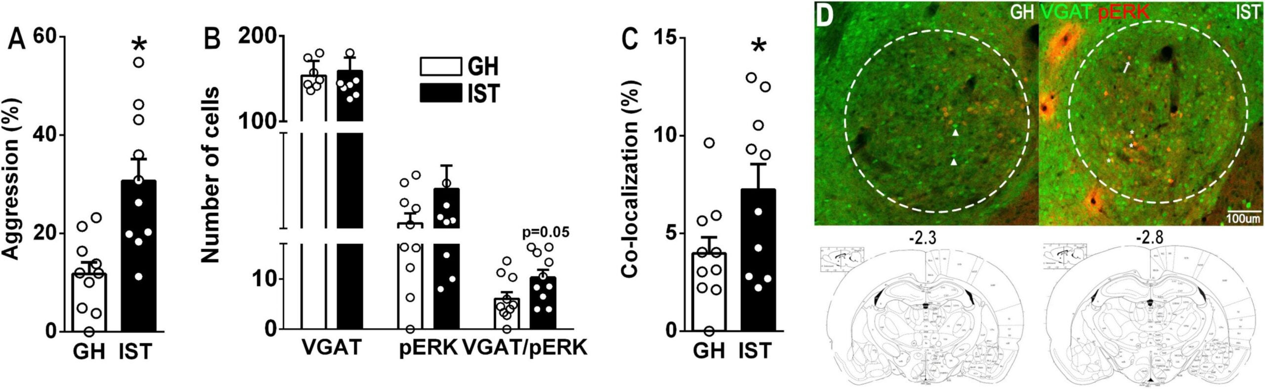 Aggression-trained, socially isolated female rats showed heightened aggression and increased co-expression of VGAT (vesicular GABA transporter) and pERK (neuronal activity) in the central amygdala, suggesting enhanced neural activation linked to aggressive behavior.