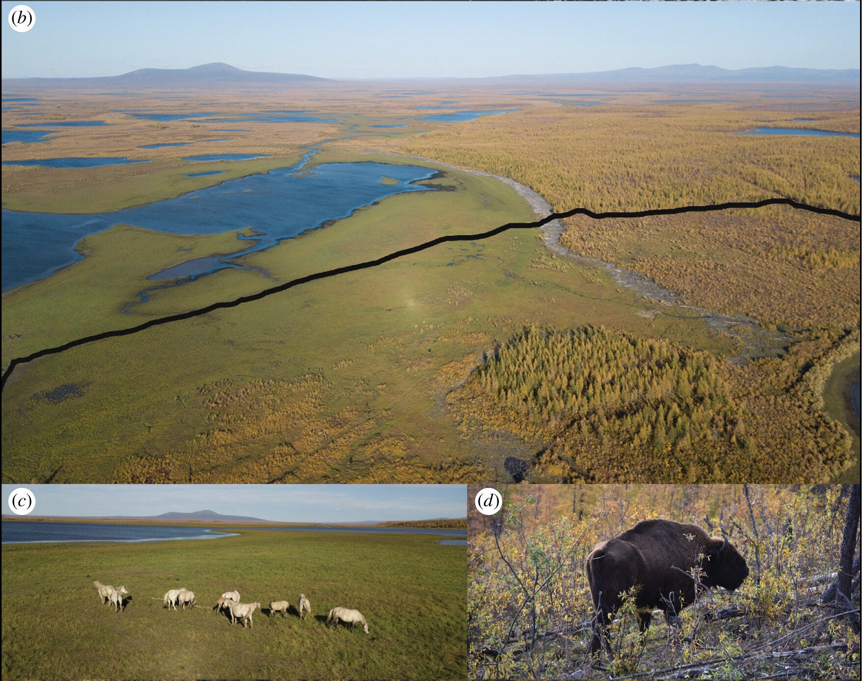 Ice-rich Yedoma permafrost exposure in Duvanniy Yar, an eroding bank on the lower reaches of the Kolyma River in northeastern Siberia.