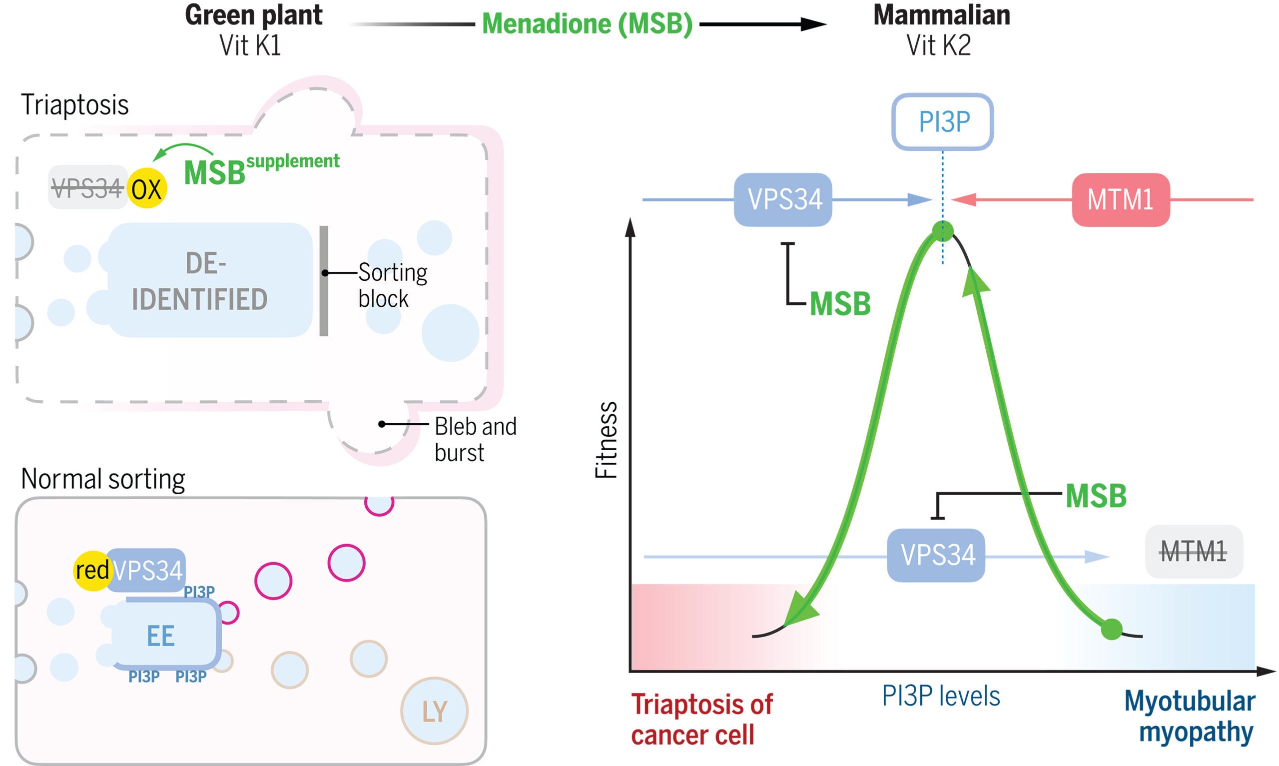 Dietary pro-oxidant therapy using a vitamin K precursor. Green plant foods are a major source of vitamin K (Vit K1), which mammals convert to Vit K2.