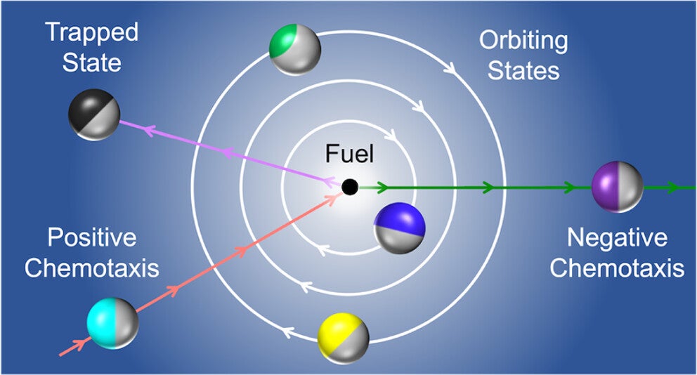 Graphical abstract. Researchers present a theoretical description of the motion of a spherical phoretic Janus particle in the presence of a radial gradient of the chemical solute driving self-propulsion.