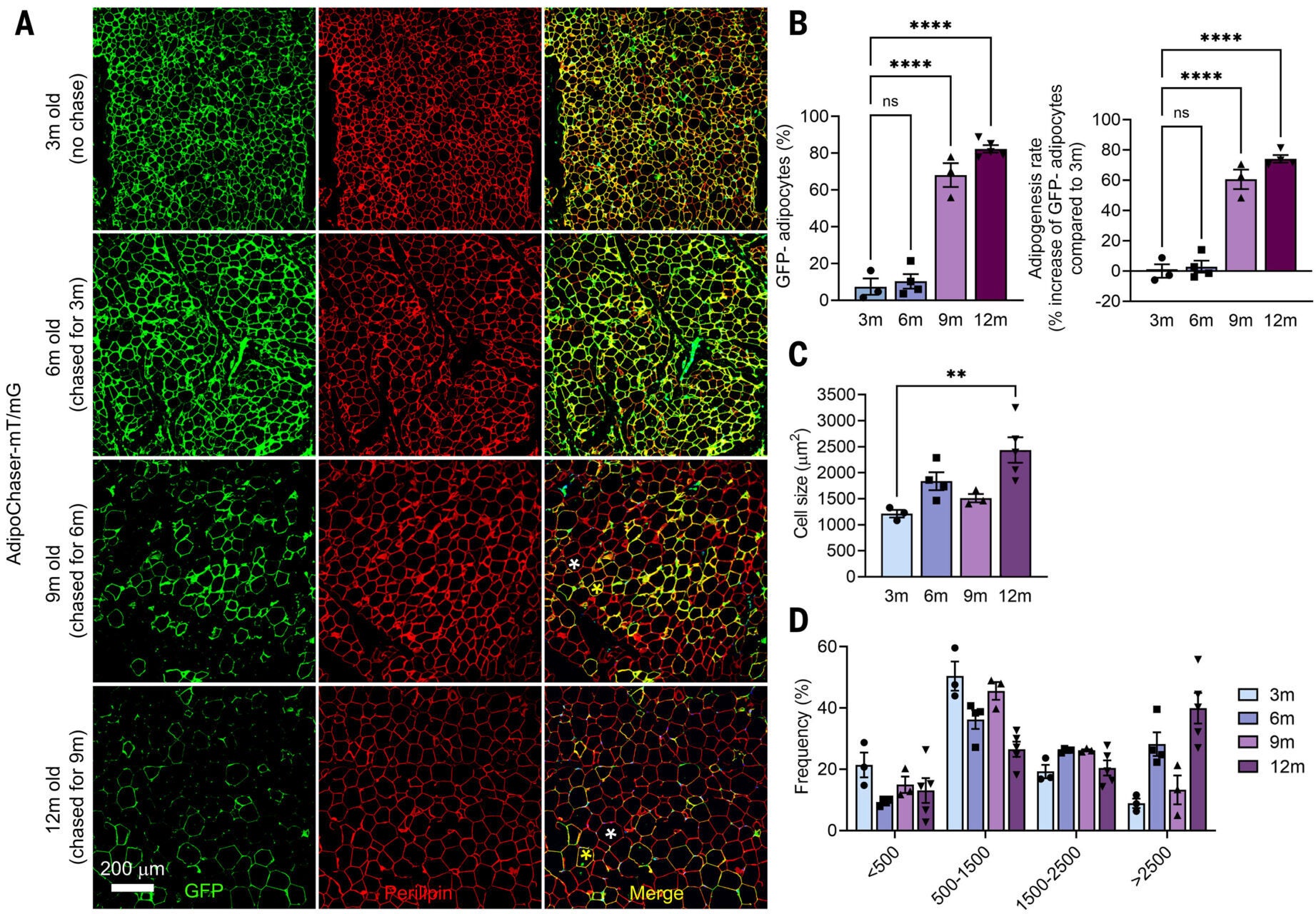 Adipogenesis increases in middle-aged mice and correlates with visceral adiposity.